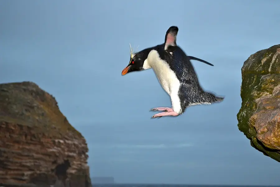 Пингвин прыгает