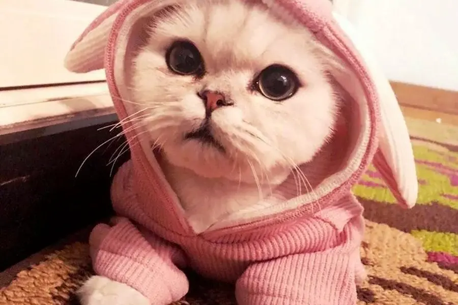 Пижама котенок