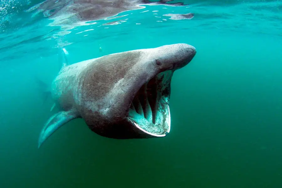 Подводный язык гигантская акула за тобой Мем