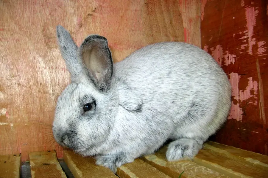 Полтавское серебро кролики