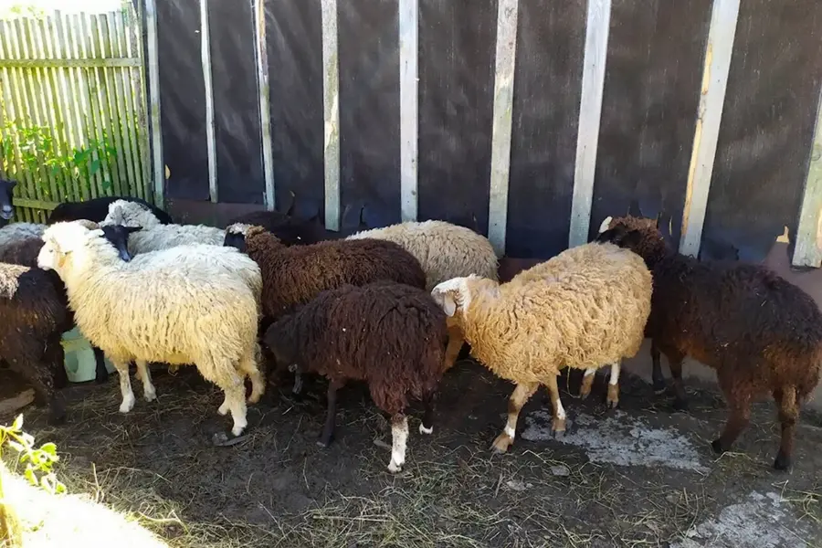 Полукурдючные порода овец