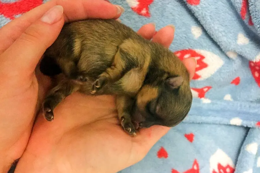 Померанский шпиц щенок новорожденный