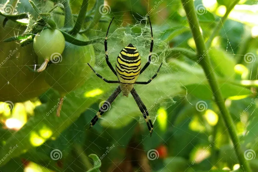 Помидорный паук желтый