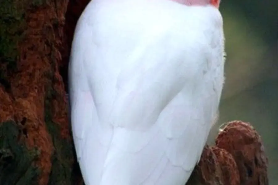 Попугай альбинос