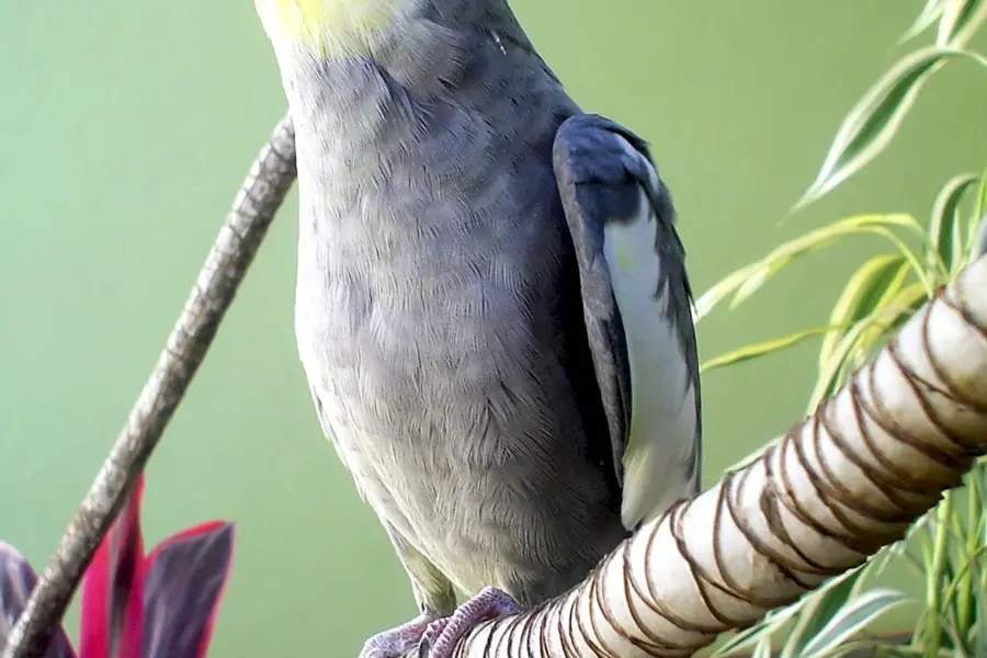 Попугаи неразлучники Какаду
