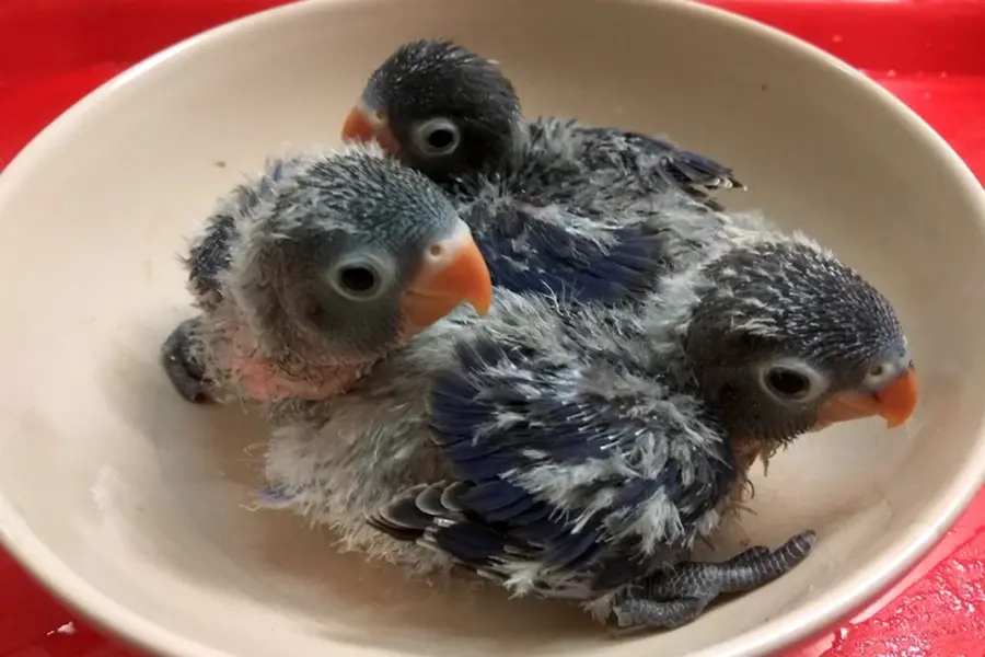 Попугаи неразлучники птенцы