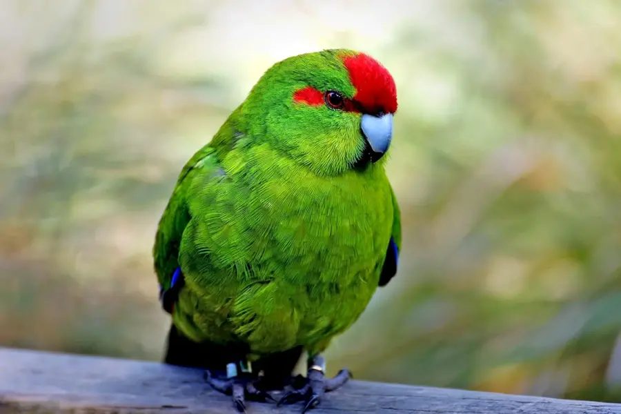 Попугай новозеландский какарик