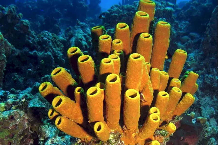 Porifera Spongia