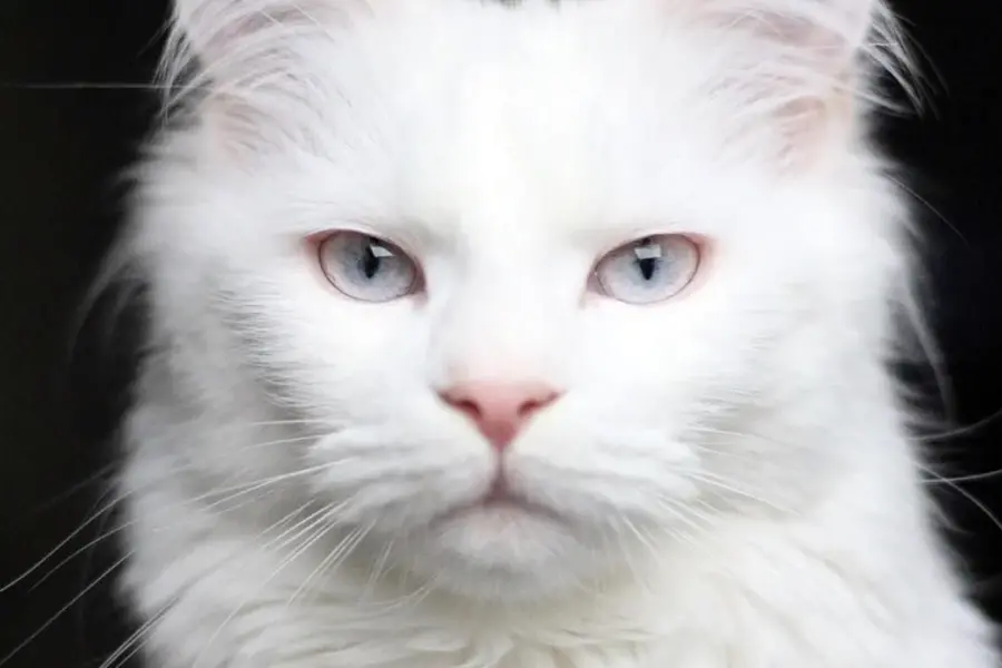 Порода кошек альбинос