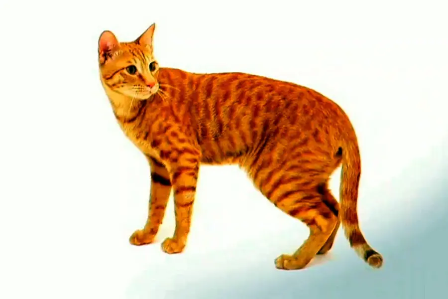 Порода кошек Аравийский МАУ рыжие