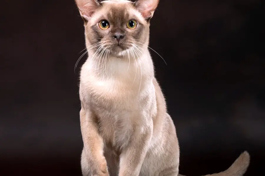 Порода кошек Бурма