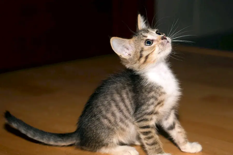 Порода кошек дворняжка