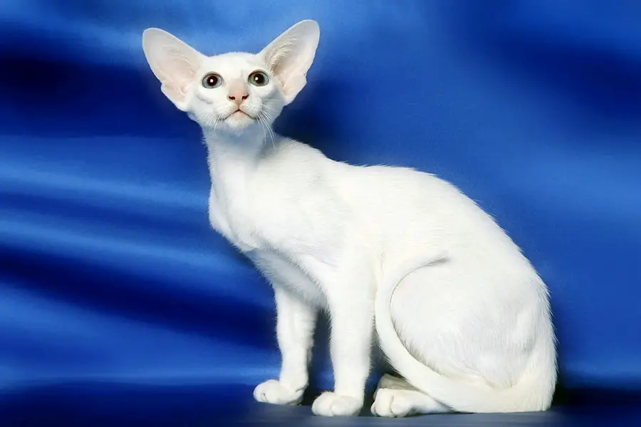 Порода кошек Форин Вайт