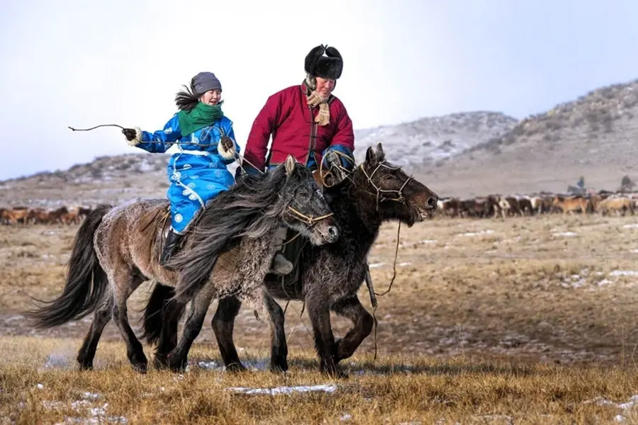 Порода лошадей монголка