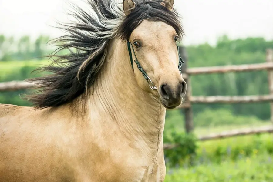 Порода лошадей Вятка