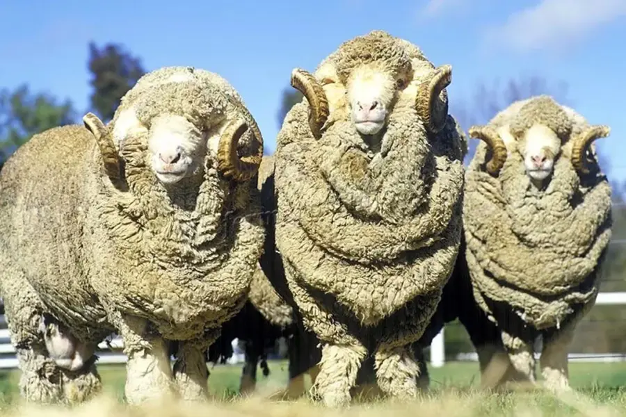 Порода овец Merinos