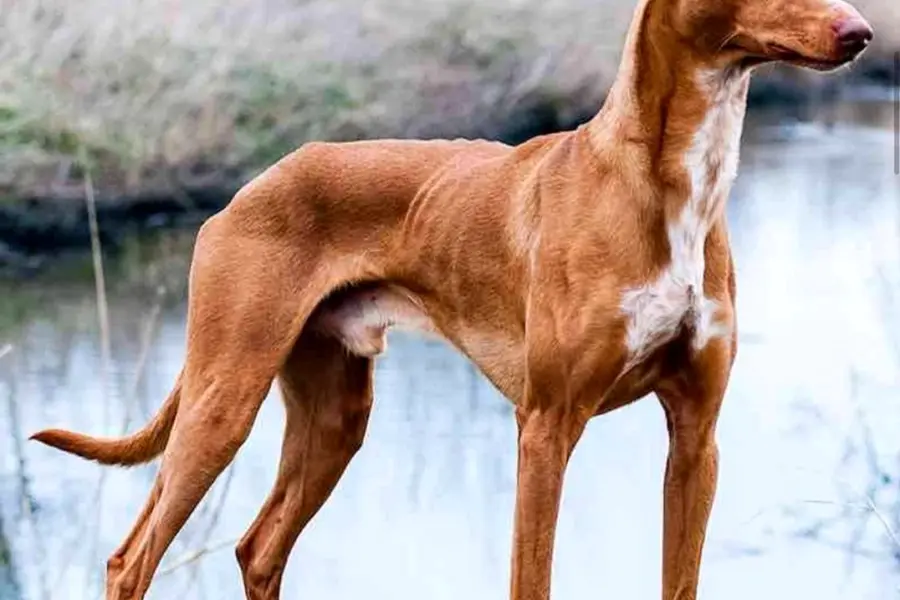 Порода собак Фараонова собака