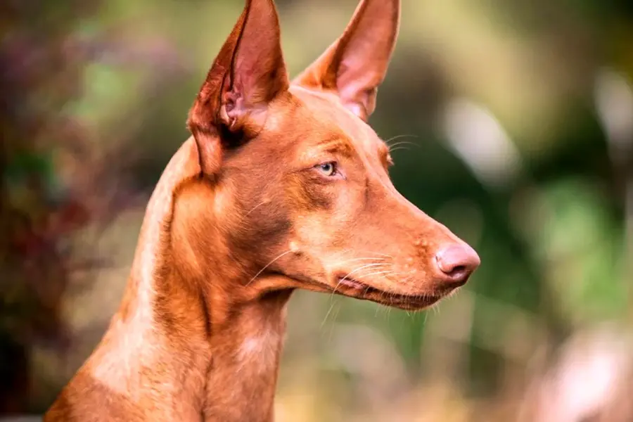 Порода собак Фараонова собака