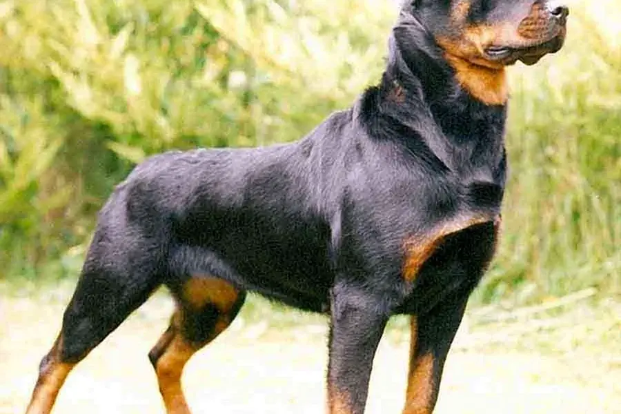 Порода собак ротвейлер