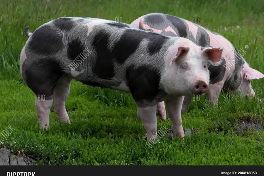 Порода свиней с сережками