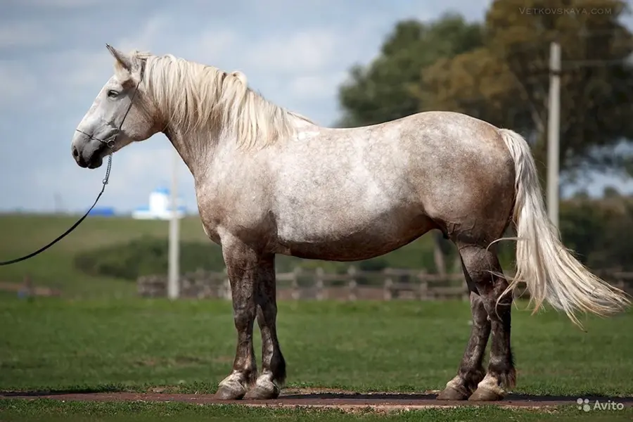 Породы лошадей белорусская упряжная
