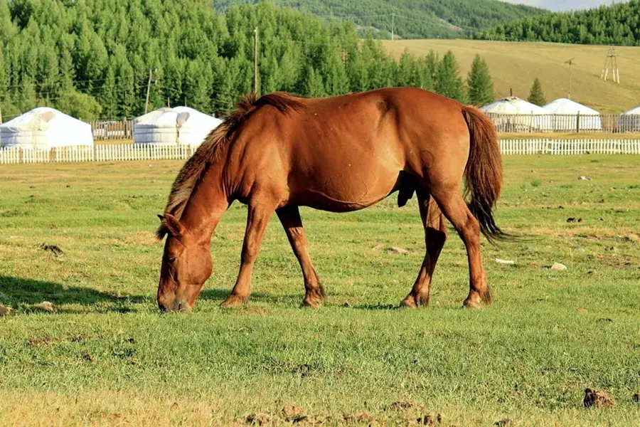 Породы лошадей в Монголии