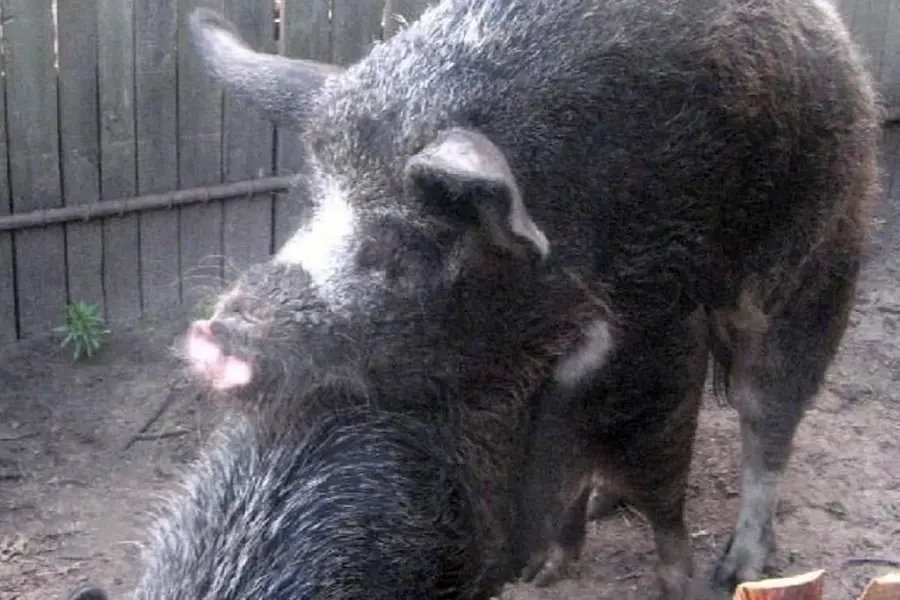 Породы свиней мангал и мангалица