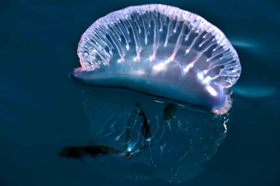 Португальский кораблик медуза