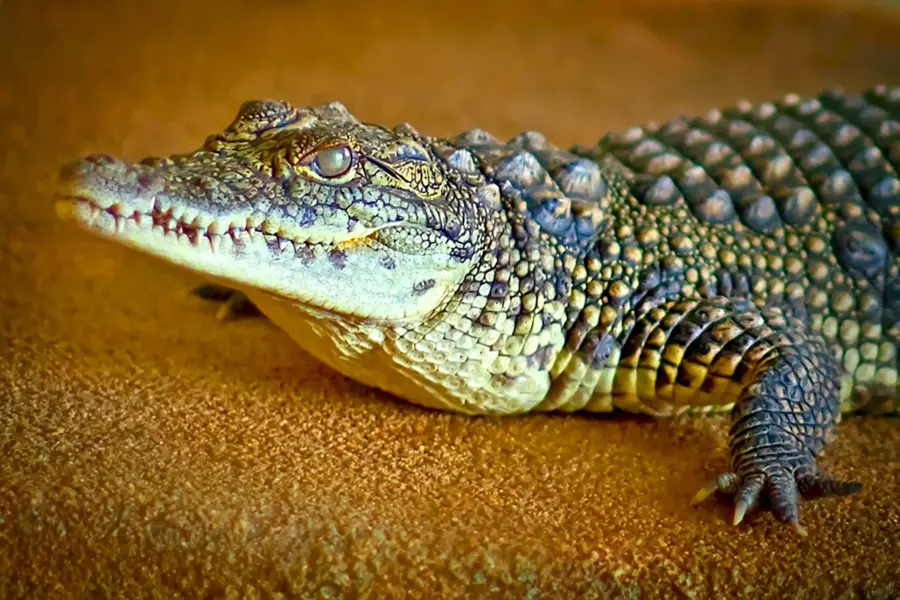 Пресмыкающиеся крокодил рептилии