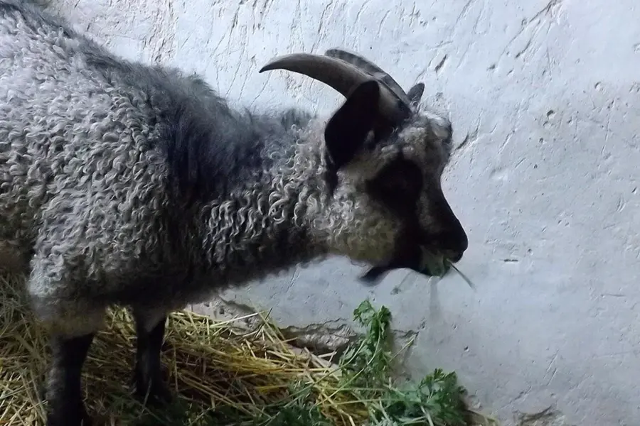 Придонская пуховая коза