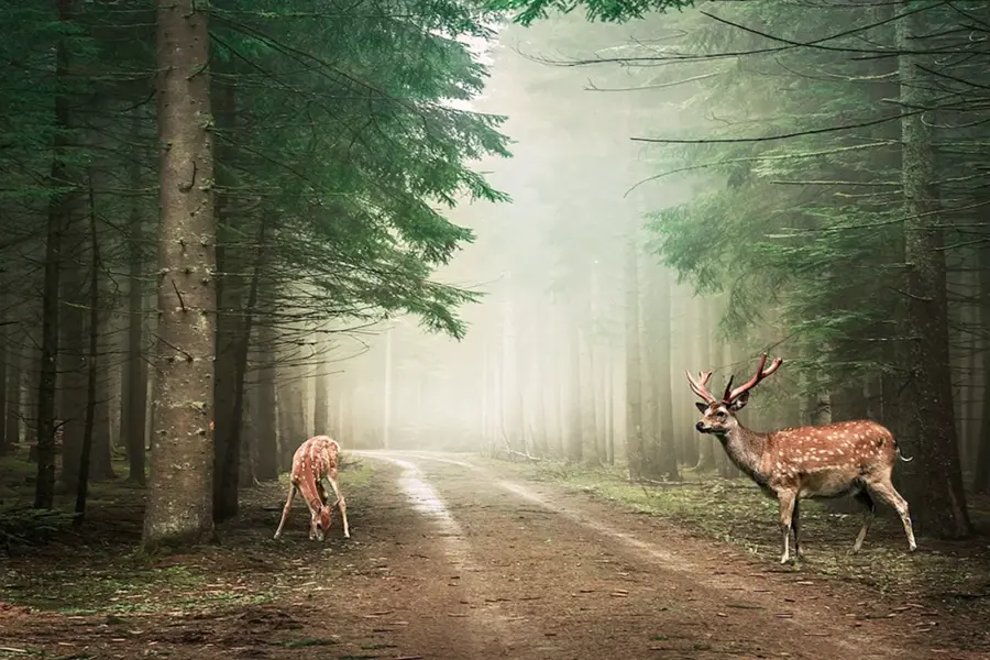 Природа олень в лесу