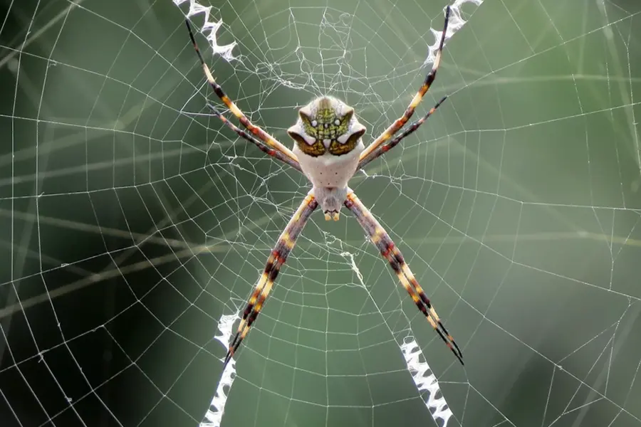 Прозрачный паук