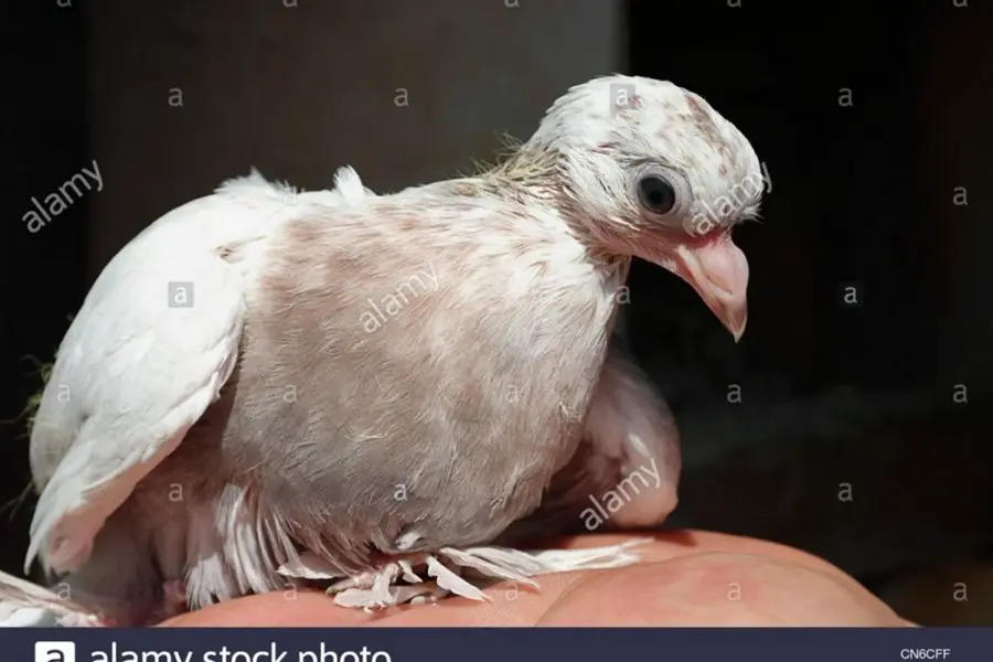 Птенец белого голубя