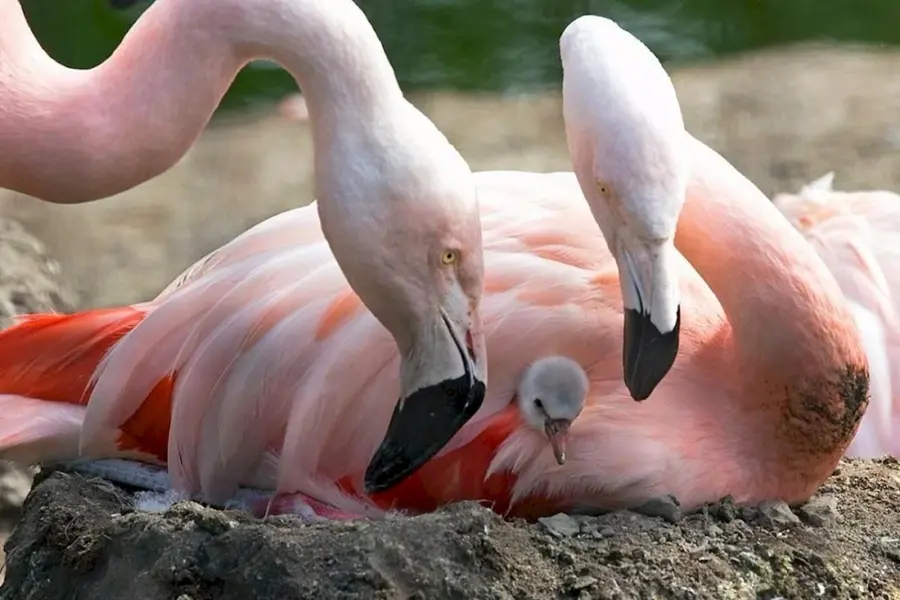 Птенец Фламинго