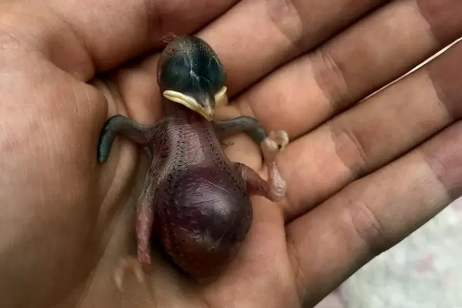 Птенцы Воробьев новорожденных