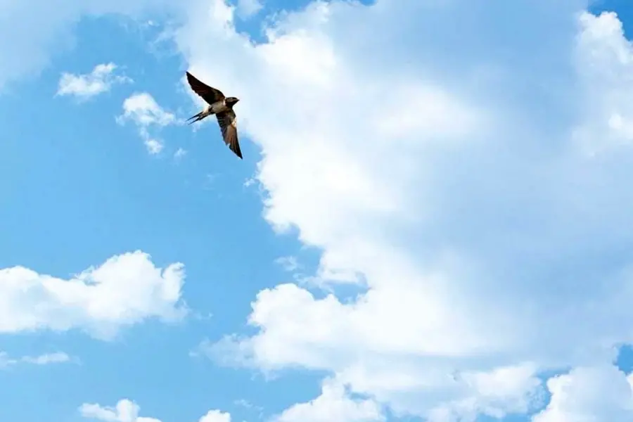 Птица высоко в небе