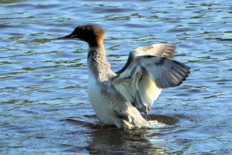 Птицы Ладожского озера