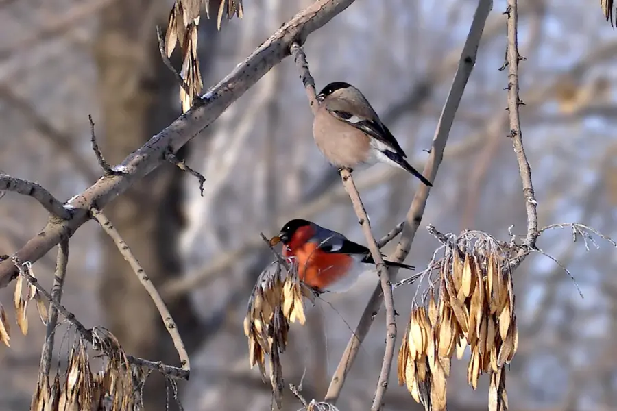 Птицы на зимних ветках