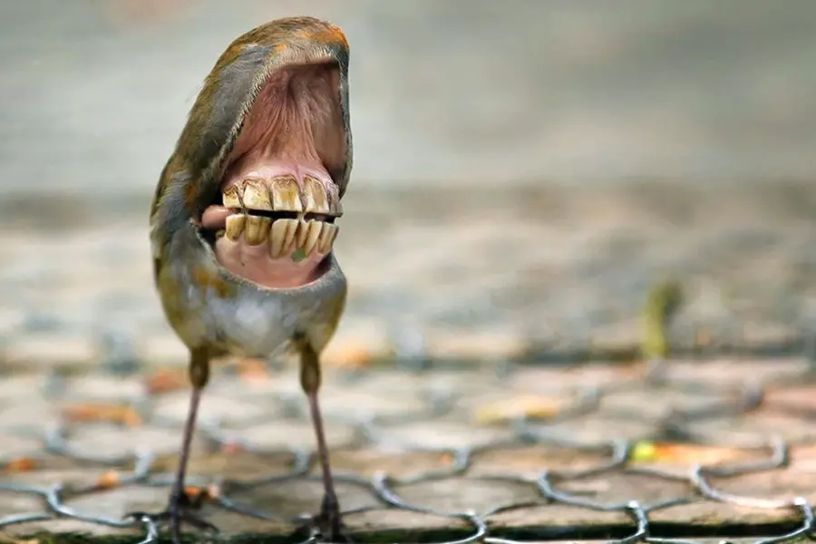 Птицы у которых есть зубы