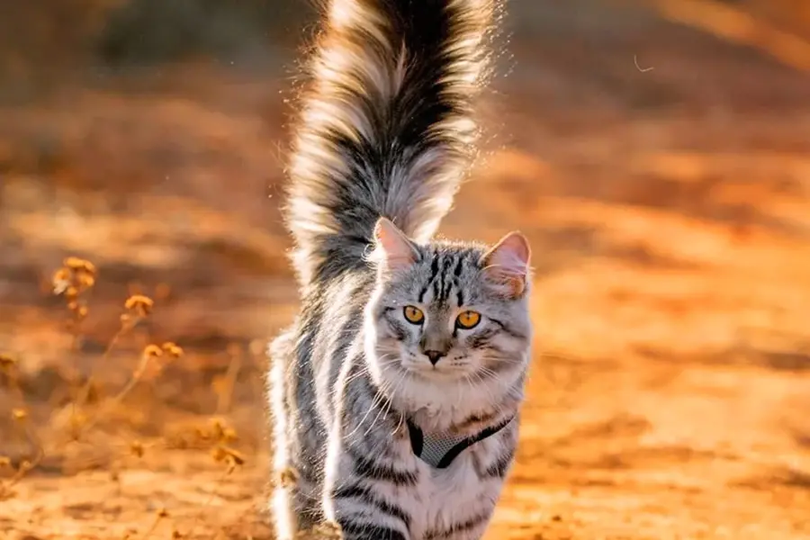 Пушистая полосатая кошка