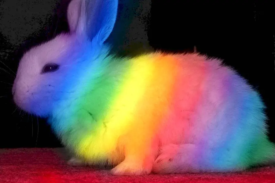 Радужный кролик