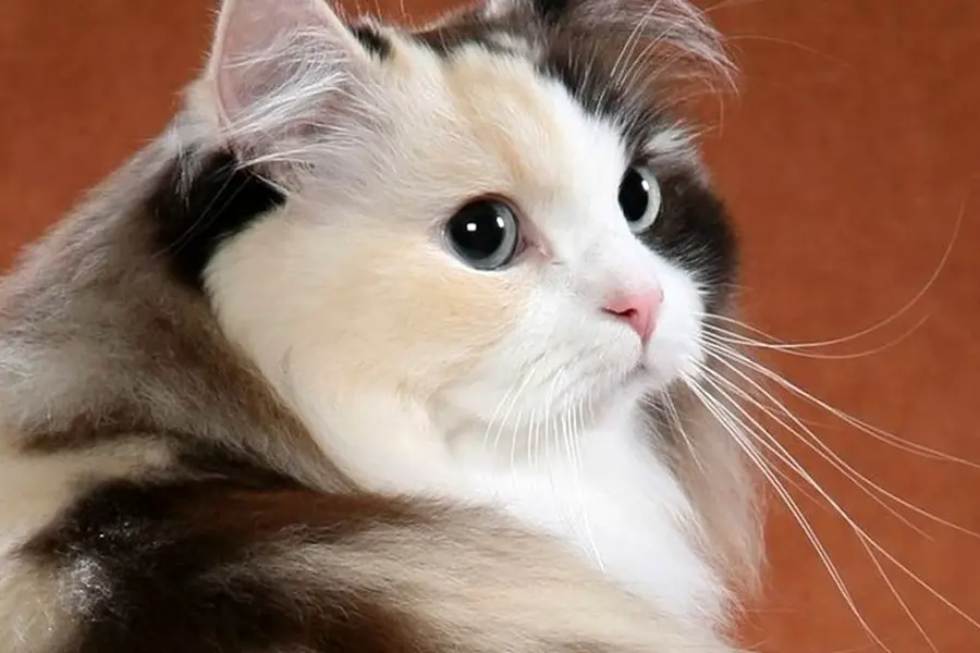Рагамаффин порода кошек