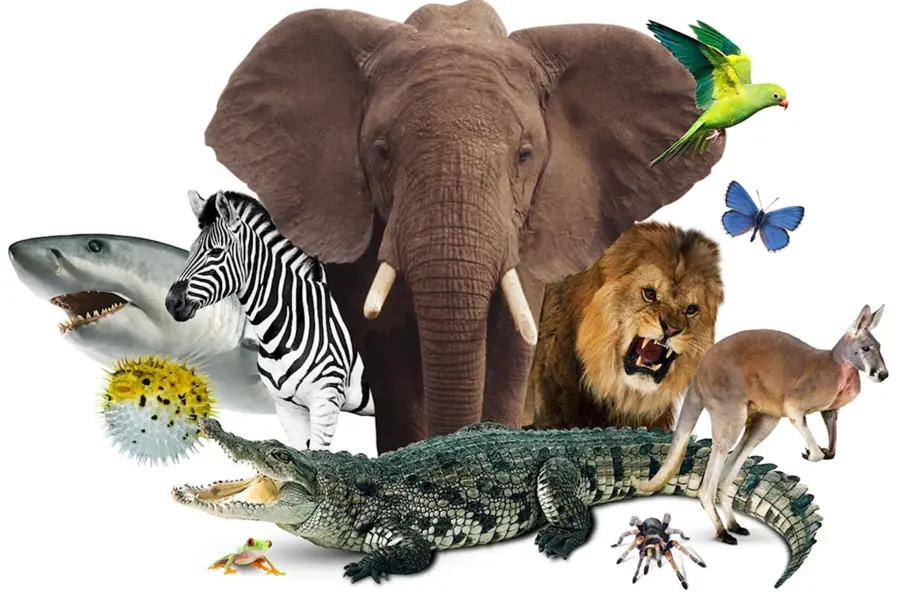 Разнообразие животных