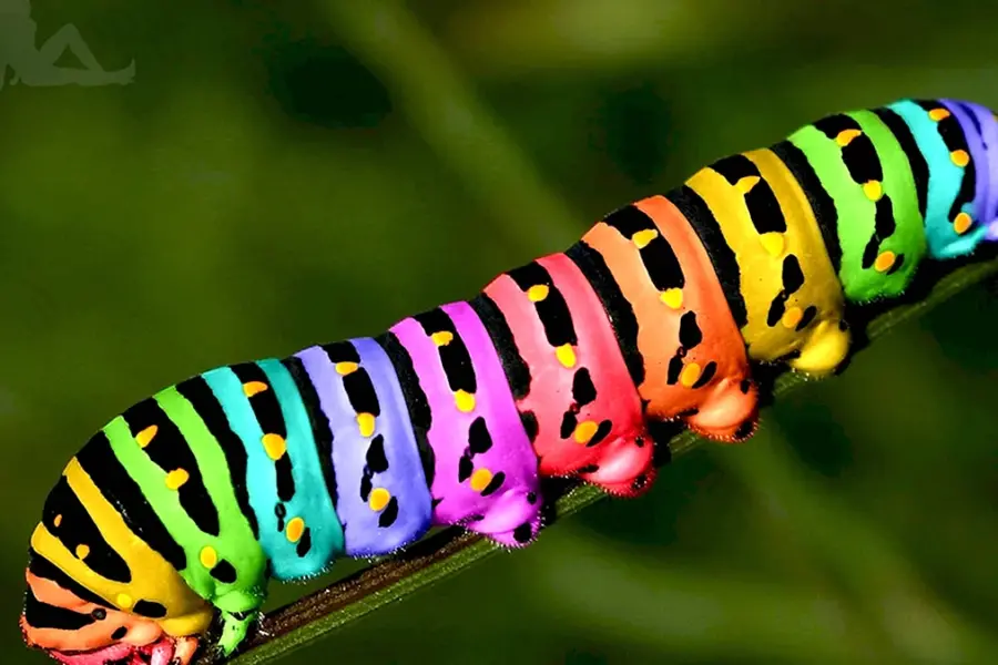 Разноцветная гусеница