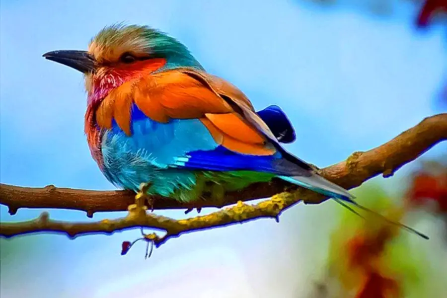 Разноцветные птицы