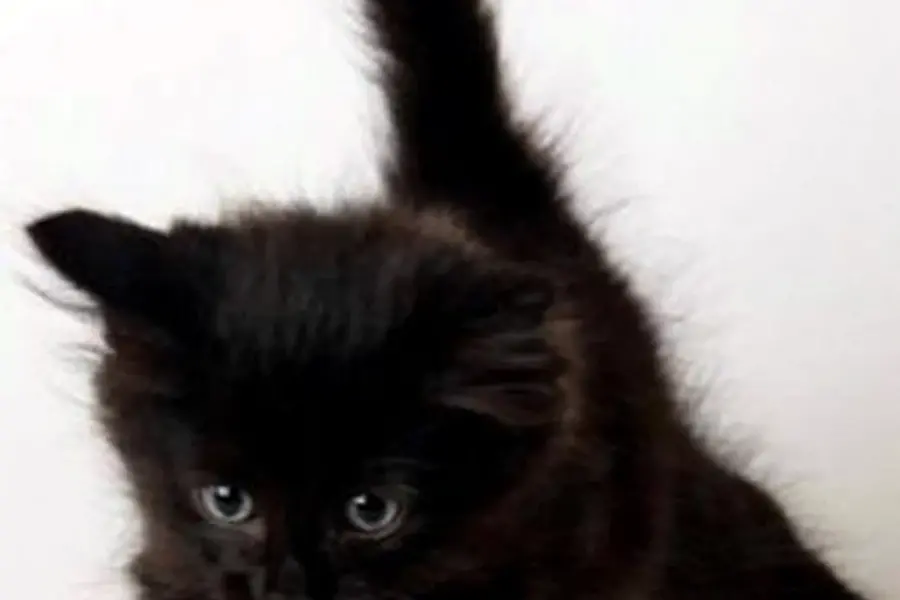 Рэгдолл котята черные