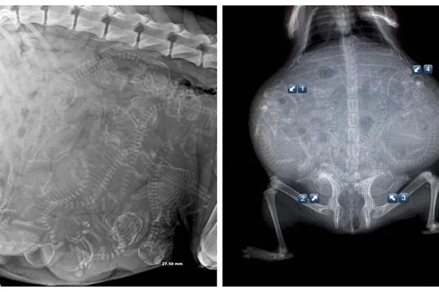 Рентген снимок беременной кошки