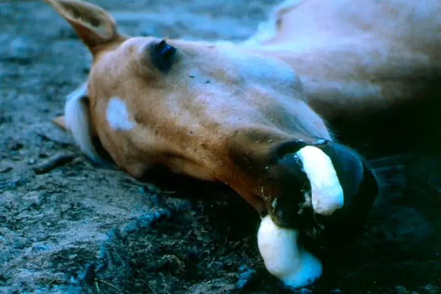 Ринопневмония лошадей возбудитель