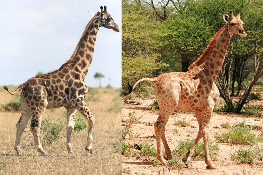 Родезийский Жираф