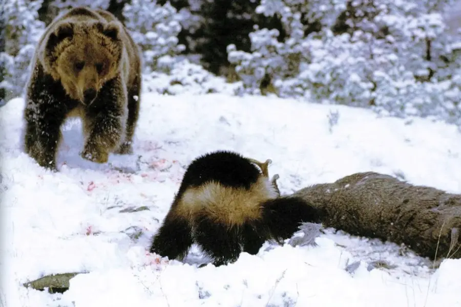 Росомаха Сибирская против медведя